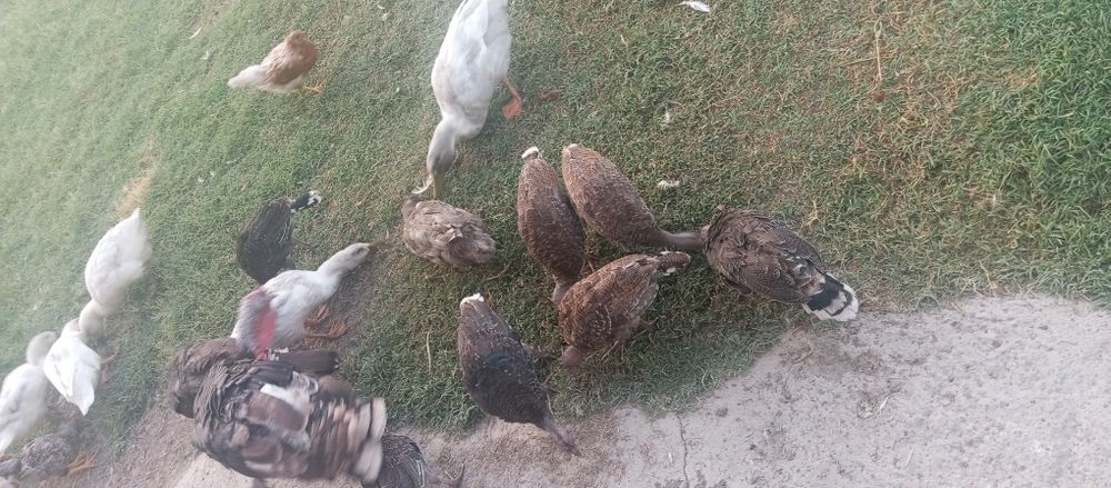 Assalamu alekum kurka bor 3ta makiyon 1horozi tuhumda 7 ta bollasiyam