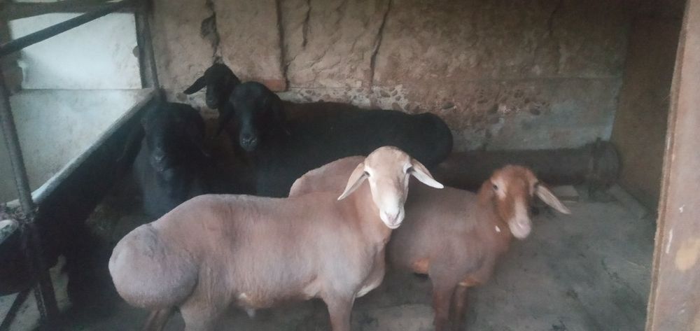 Qo'chqor qo'ylar sotiladi