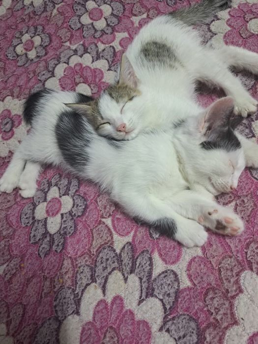 Отдам котенка в добрые руки