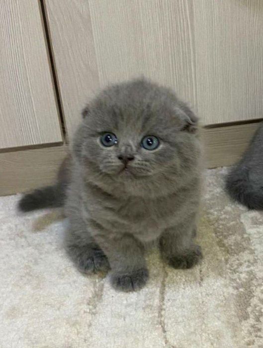 Продаются котята скоттиш страйт и фолд