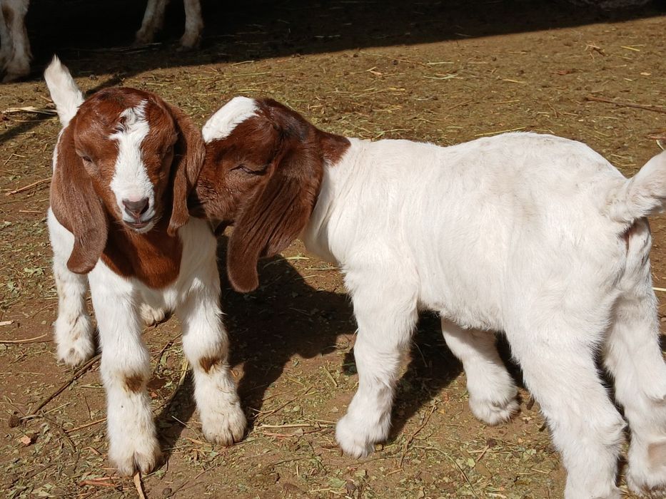 Таз қанды Бур лақтар сатылады