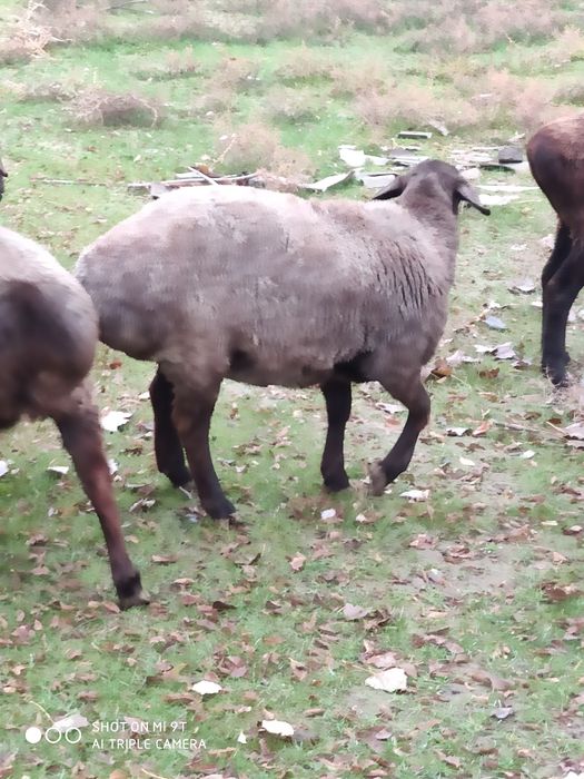 Койлар токты семиз