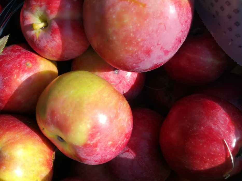 Продам дачу в ДО " Автомобилист"