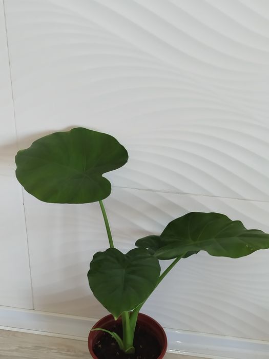 Alakaziya makro karpa