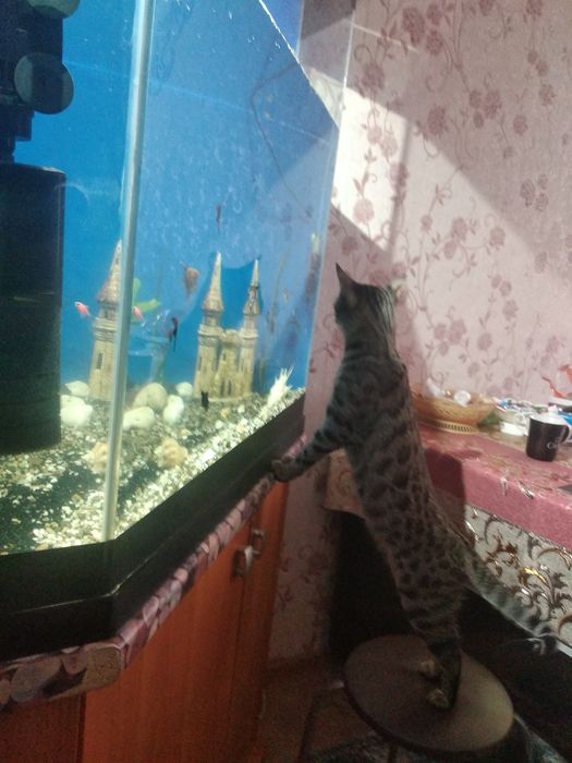 Большой угловой аквариум