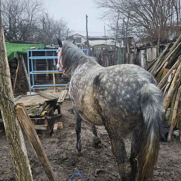 Iapa de vânzare 5 ani