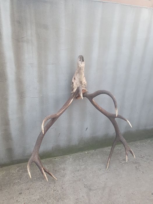 Vând trofeu coarne de cerb