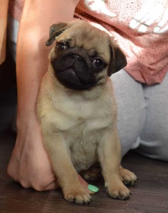 Щенки мопса в Омске