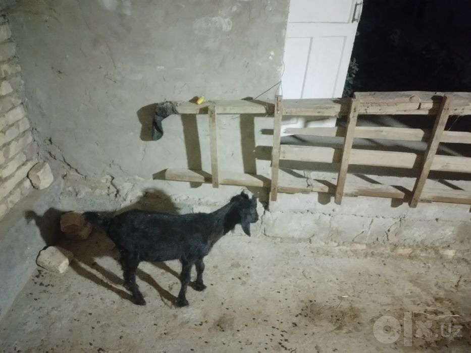 Sarkacha sotiladi  bichilgan
