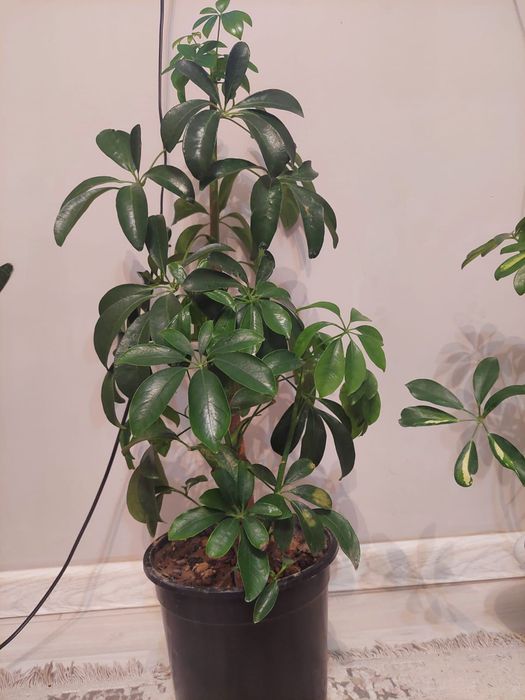 Әр түрлі гүлдер әр түрлі бағада