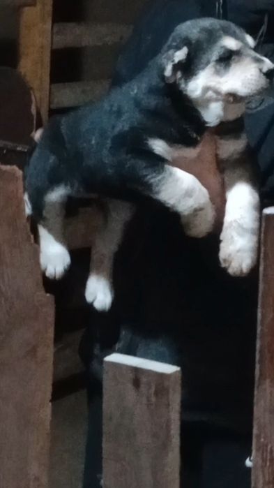 Кушик сатылады еркек