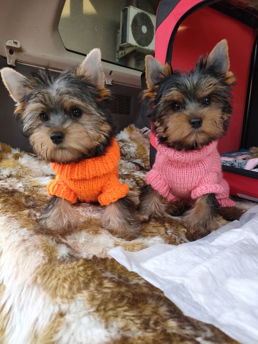 Йоркширский терьер