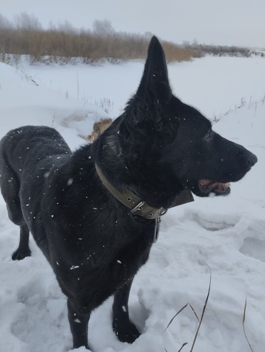 Продам щенков ВЕО