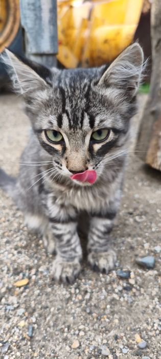 Раздам  котят, ласковые , хорошие охотники