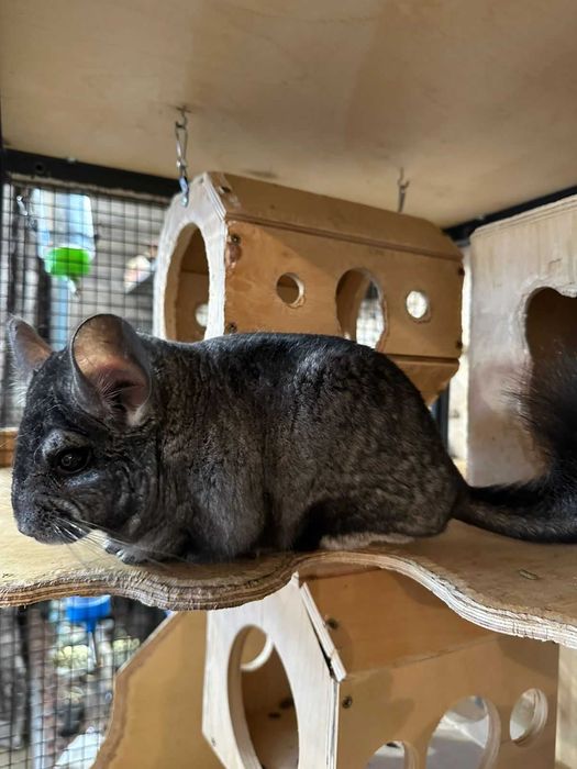 Продам шиншиллу мальчик 3  месяца