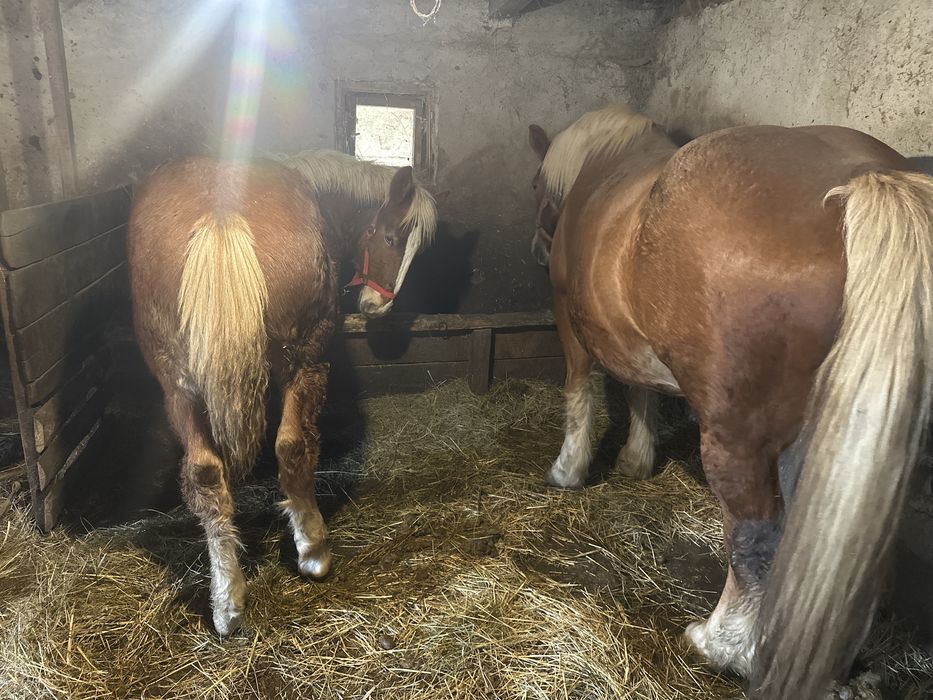 Mânz de 7 luni de vanzare