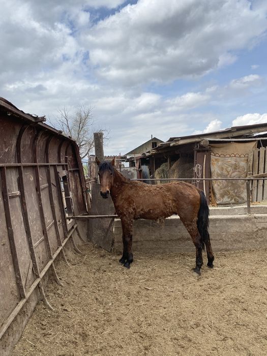 Құнан сатылады 4 ай байланған