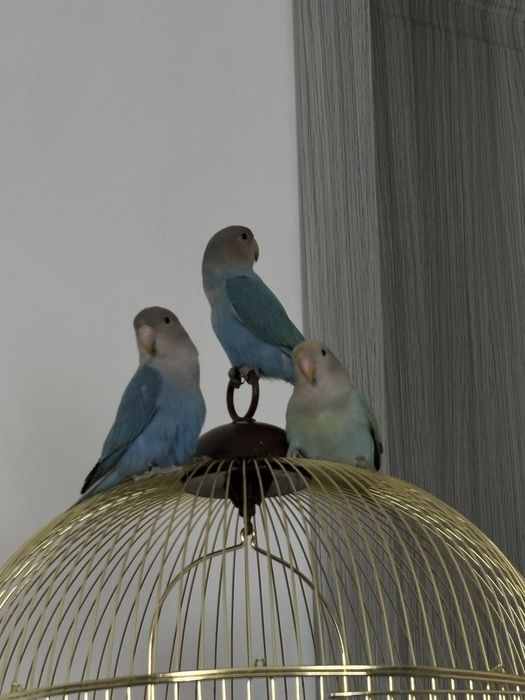 Schimb sau vand papagali agapornis(amorezi)