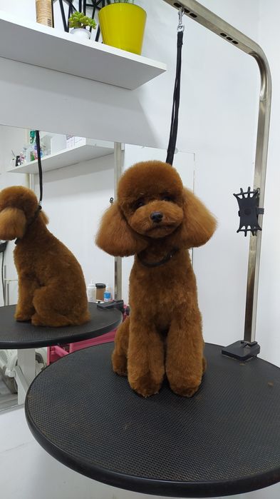 Стрижка собак, груминг