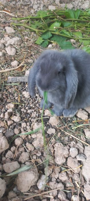 Кролики 2,5 месяца