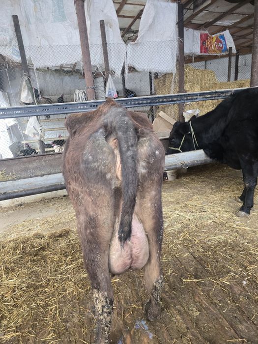 Бұзаулы сиыр сатылады