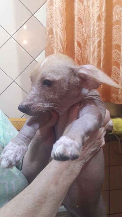 Порода китайская хохлатая