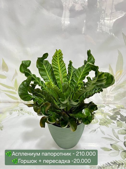 Рускус, Муррайя, Калатея и др