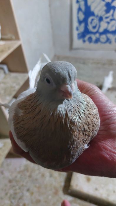 Голуби Тасман самка кептер