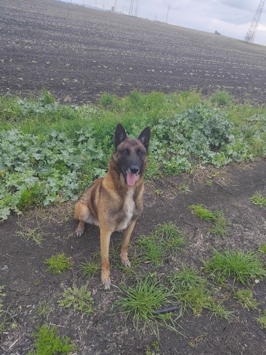 Белгийска овчарка малиноа