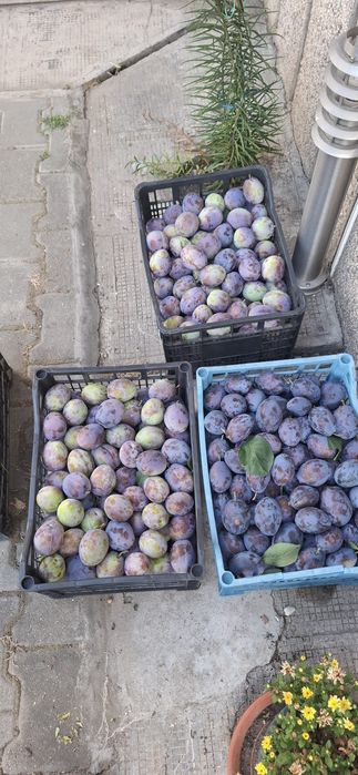Vând Prune ( Top Hit și Roman )