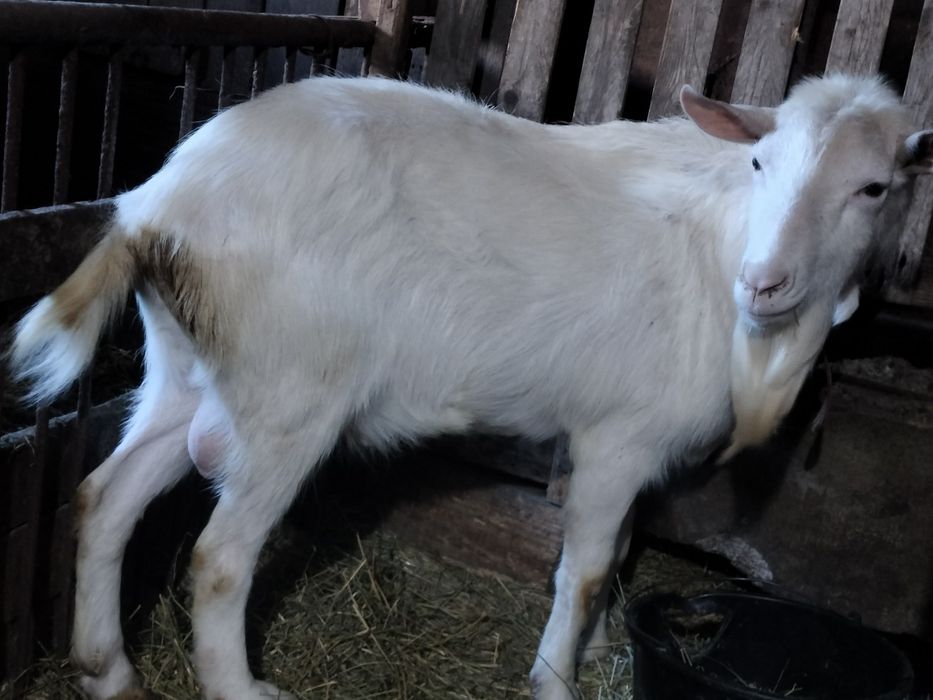 De vânzare țap saanen