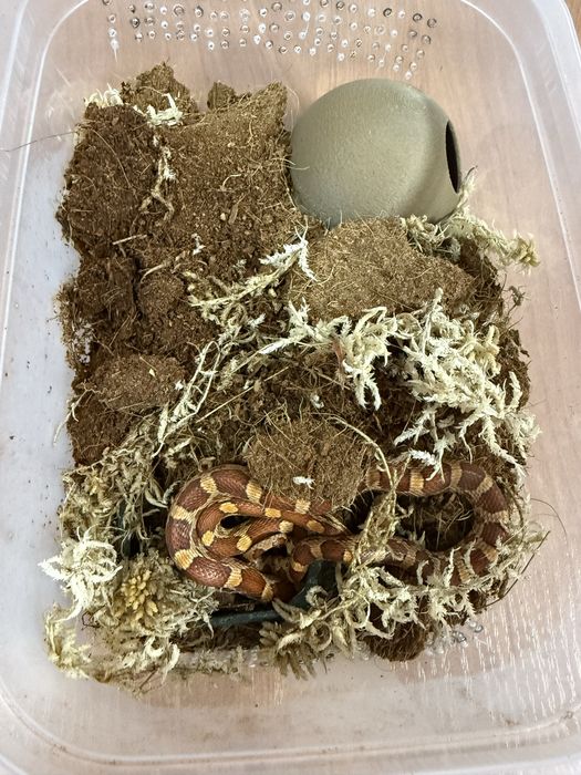 Продается моисовый полоз