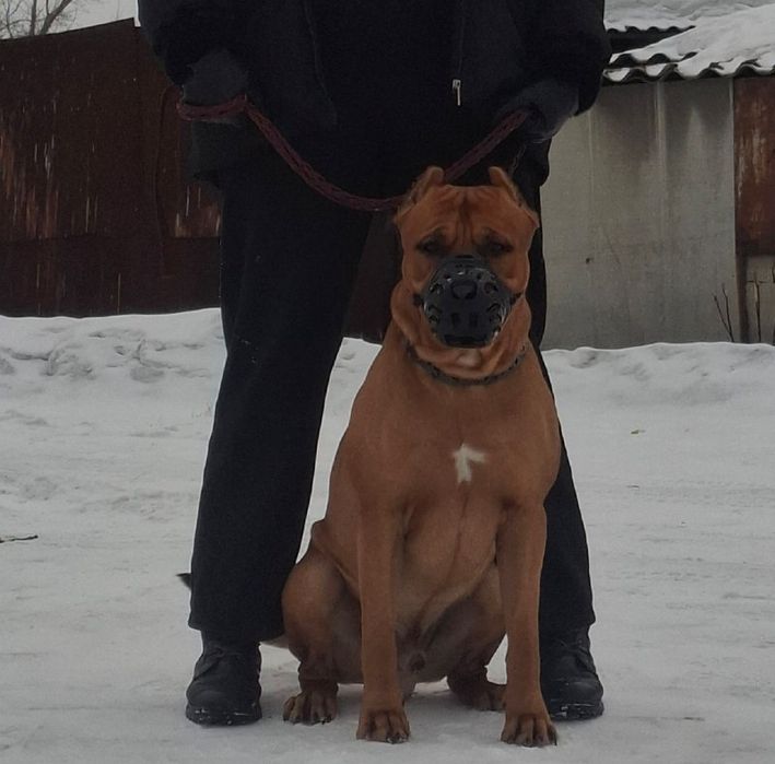 Продам чистокровного питбуля