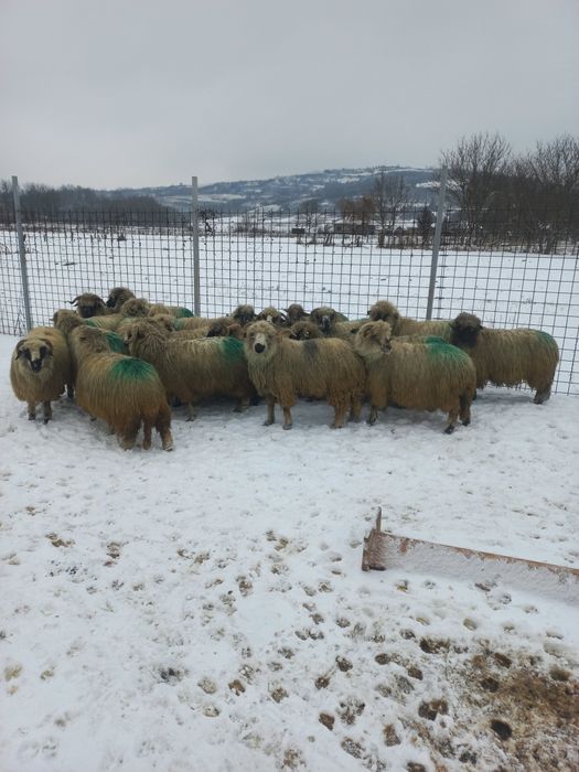 Oi îngrijite de vânzare