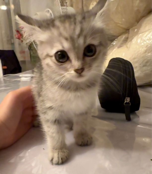 Отдам котенка в добрые руки