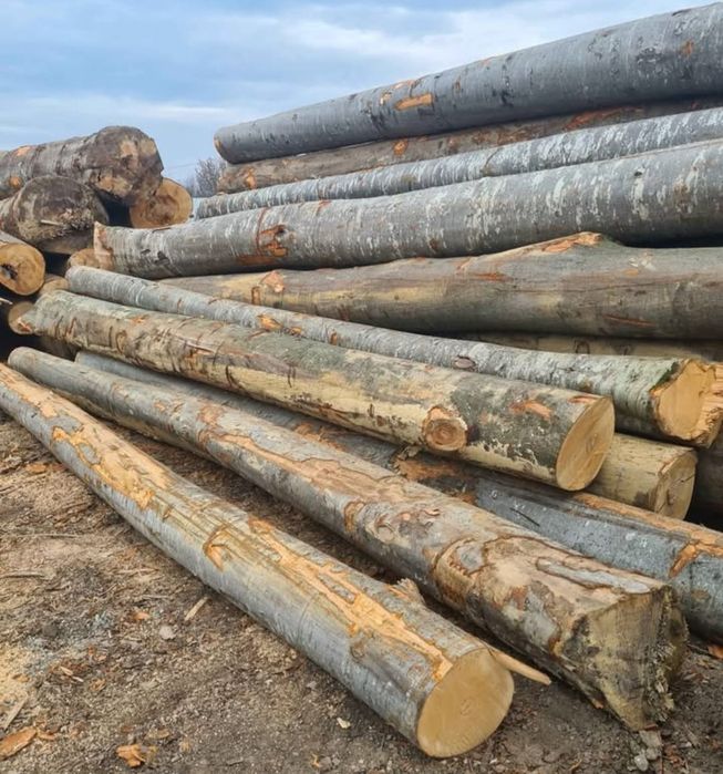 Lemn fag foc transport