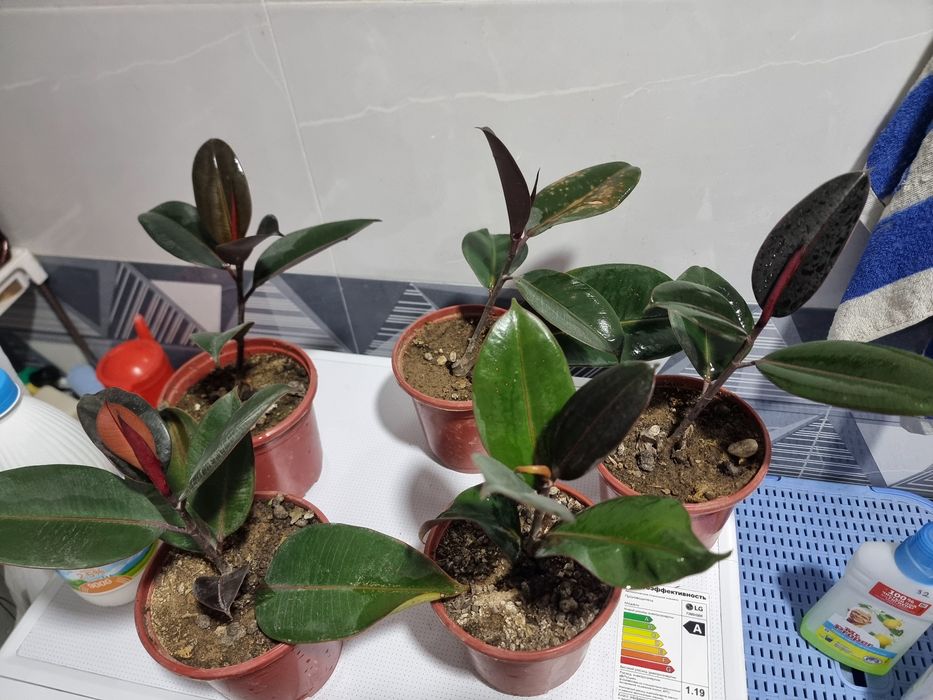 Цена за все 5 шт QORA SHAXZODA guli Комнатных цветок