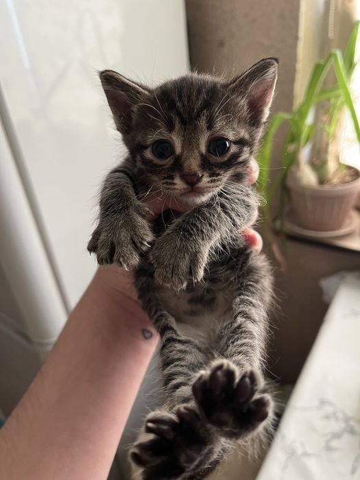 Котята девочки!.