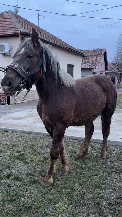 Cal / Manz de vanzare sau schimb cu Vaca/Vitei