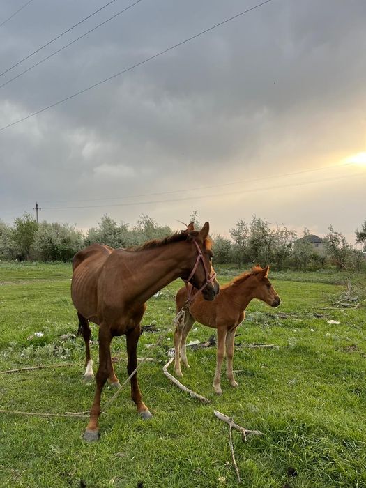 Бие сатылады срочна
