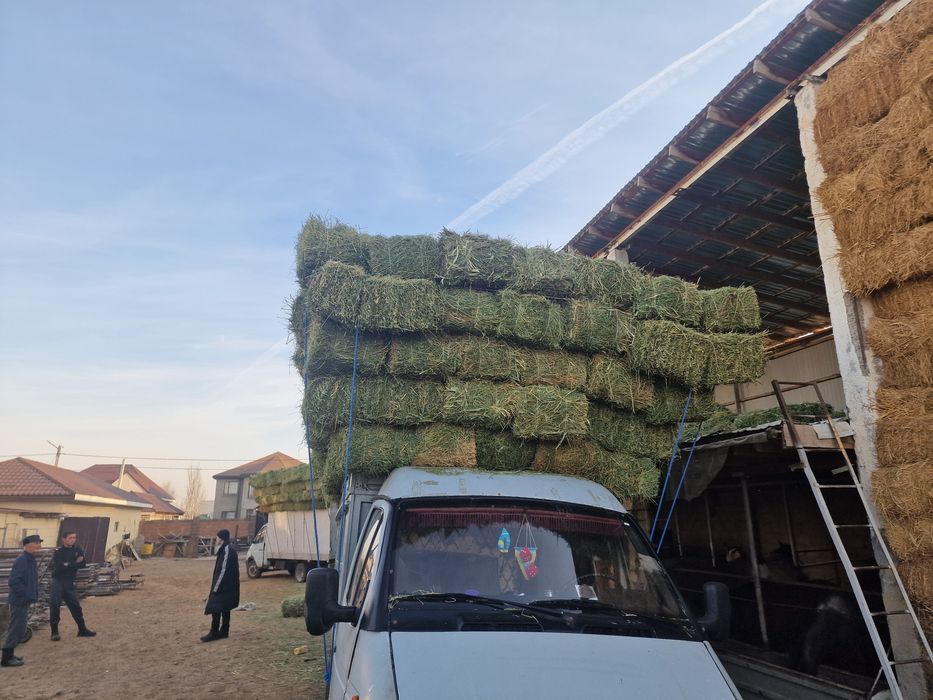 Жоңышқа (Клевер)