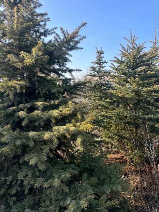 Продам Елки, ТУИ