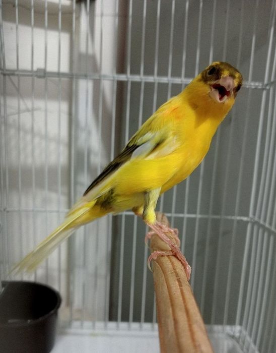 Kanareka limon avle nar sotiladi