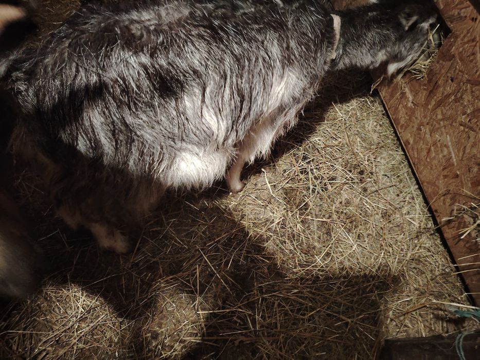 Vând capra cu lapte