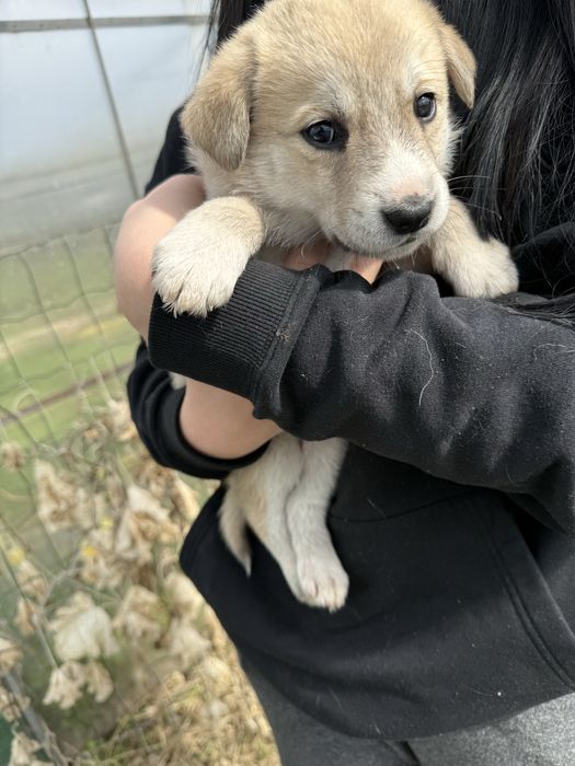 Подарявам кученца