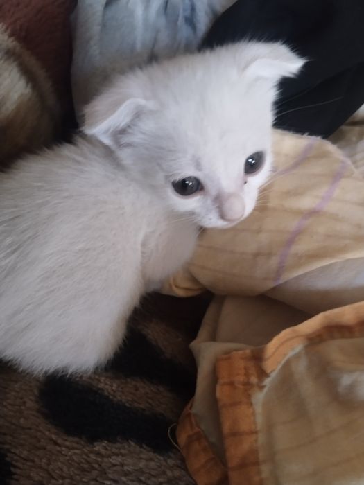 Продаются котята! Белые котята,вислоухие!