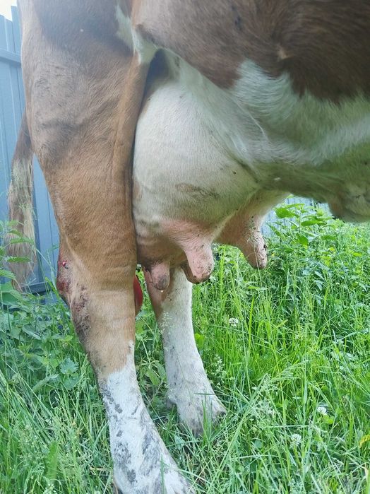 Vaca de vanzare cu vițea