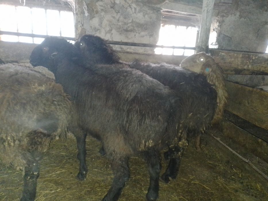 Продам едильбайских кошкаров