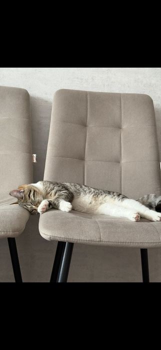 Отдам в хорошие руки кошечек