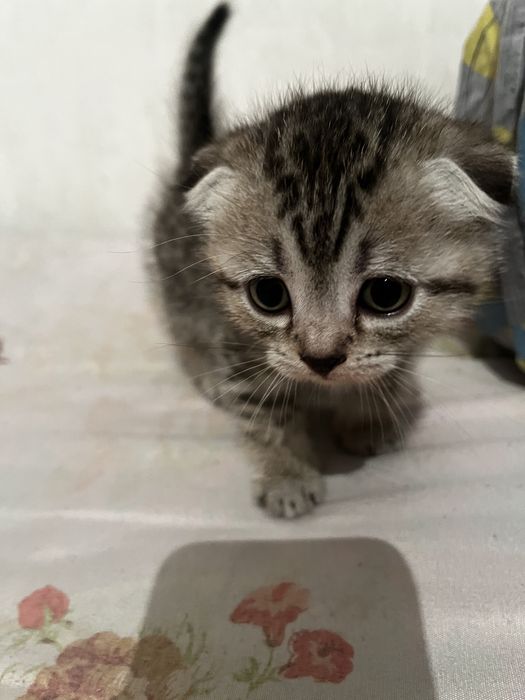 Кошка шотланская вислаухая